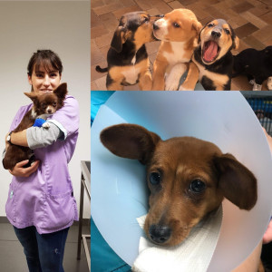 Photo de galerie - Garde animaux