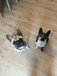 Photo de galerie - Ma chienne à droite, avec une de ses copines en garde