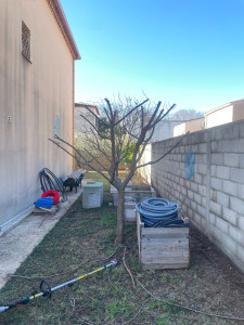 Photo de galerie - Taille fruitier 