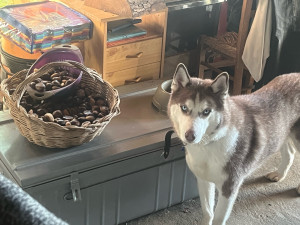 Photo de galerie - Garde animaux