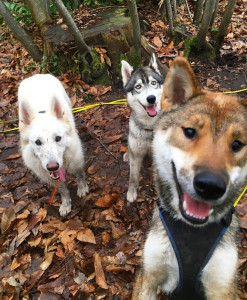 Photo de galerie - Balade chien