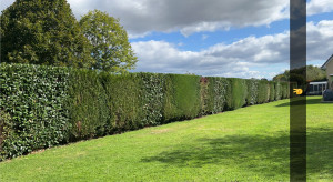Photo de galerie - Taille de haies et d'arbustes