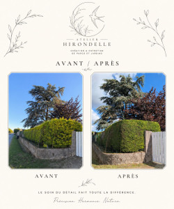 Photo de galerie -  Taille de haies 