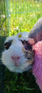 Photo de galerie - Propriétaire de Taneïa, notre cochon d'inde, j'ai les connaissances pour garder ces petits animaux de compagnies.