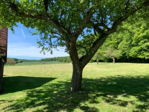 Photo de galerie - Tonte de pelouse / Debroussaillage 