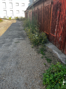 Photo de galerie - Tonte de pelouse - Débroussaillage