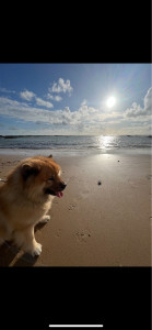 Photo de galerie - Un chien que je garde assez souvent que j’emmène sur la super plage des sables 