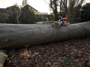 Photo de galerie - Elagage et coupe d'arbres
