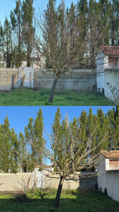 Photo de galerie - Taille d’abricotier