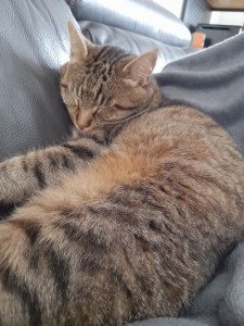 Photo de galerie - Notre petit chat 