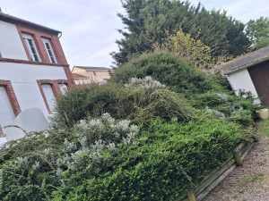 Photo de galerie - Taille de haies et d'arbustes