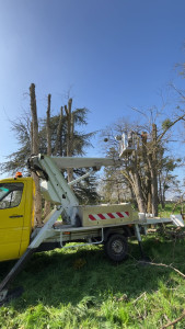 Photo de galerie - élagage tête d’arbre 