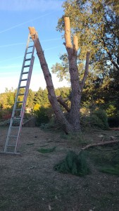 Photo de galerie - Abattage pin 10m 