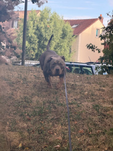 Photo de galerie - Garde de chien (bully)