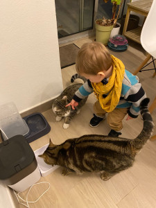 Photo de galerie - Visite de deux chats avec mon fils 