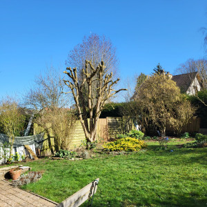 Photo de galerie - Élagage / abbatage / mise en sécurité 
