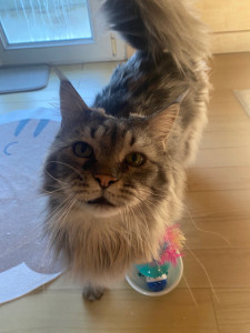 Photo de galerie - Petit minou en garde 