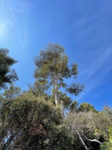 Photo de galerie - Elagage et coupe d'arbres