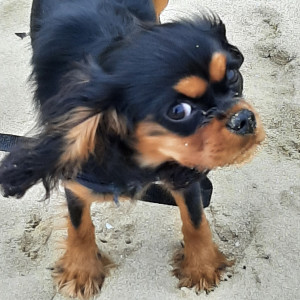 Photo de galerie - Garde chien