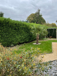 Photo de galerie - Taille de haies et d'arbustes