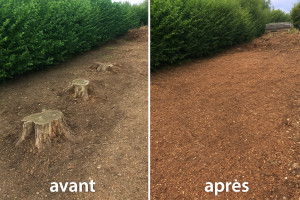 Photo de galerie - Avant / Après d’une dizaine de souches de chênes  