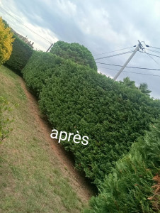 Photo de galerie - Taille de haies et d'arbustes