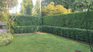 Photo de galerie - Taille de haies