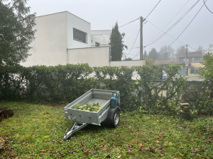 Photo de galerie - Elagage et coupe d'arbres