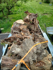 Photo de galerie - évacuation de souches d'arbres. 