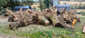 Photo de galerie - Débouchage chêne 