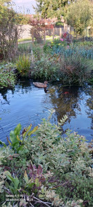 Photo de galerie - Aménagement de bassin