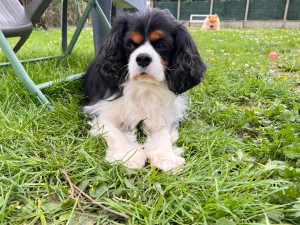 Photo de galerie - Niki, tranquille dans le jardin