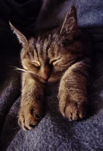 Photo de galerie - Garde animaux