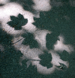 Photo de galerie - Photographie artistiques 