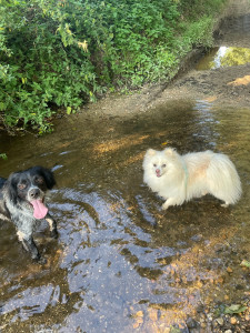 Photo de galerie - Garde chien