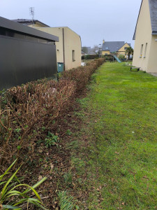 Photo de galerie - Taille de haies et d'arbustes