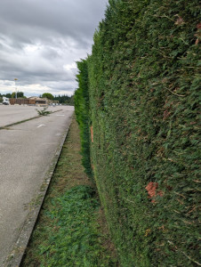 Photo de galerie - Haïe de cyprès tailler par mes soins 