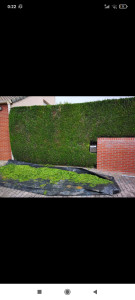 Photo de galerie - Taille de haies et d'arbustes