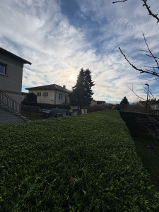 Photo de galerie - Taille de Cyprès 