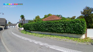 Photo de galerie - Taille de haies  et d'arbustes