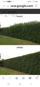 Photo de galerie - Taille de haie  avec évacuation des déchets 