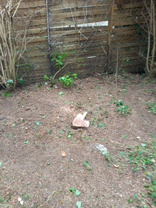 Photo de galerie - Elagage et coupe d'arbres