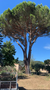 Photo de galerie - Éclaircissement pin parasol 