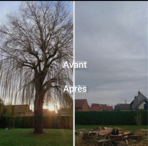 Photo de galerie - Abattage arbre en tous genres 