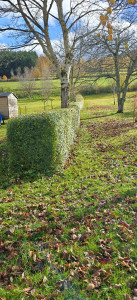 Photo de galerie - Taille de haie avec évacuation 