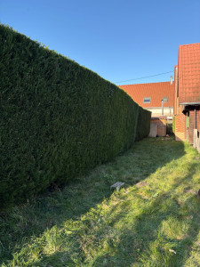 Photo de galerie - Taille de haie 
