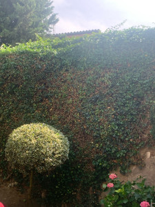 Photo de galerie - Taille de haies et d'arbustes