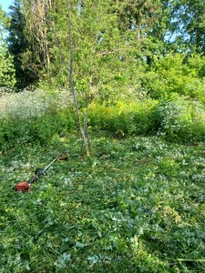 Photo de galerie - Tonte de pelouse - Débroussaillage