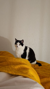 Photo de galerie - Garde chat