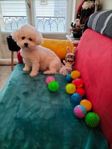 Photo de galerie - Garde chien